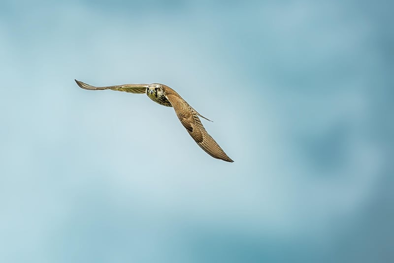 Blend In with Locals